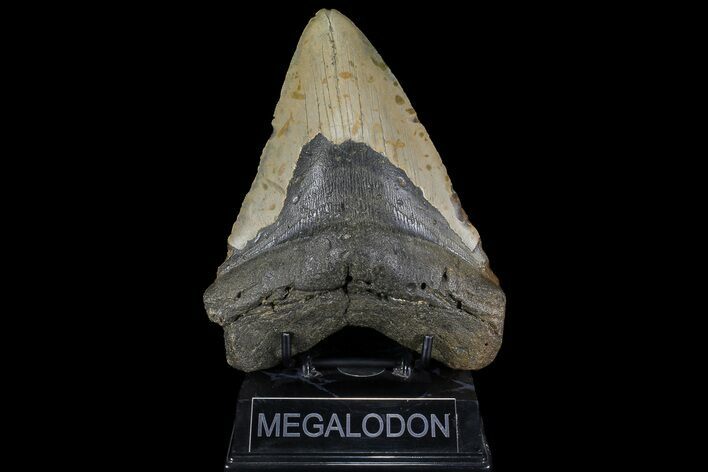 Fossil Megalodon Tooth - + Foot Prehistoric Shark #109760